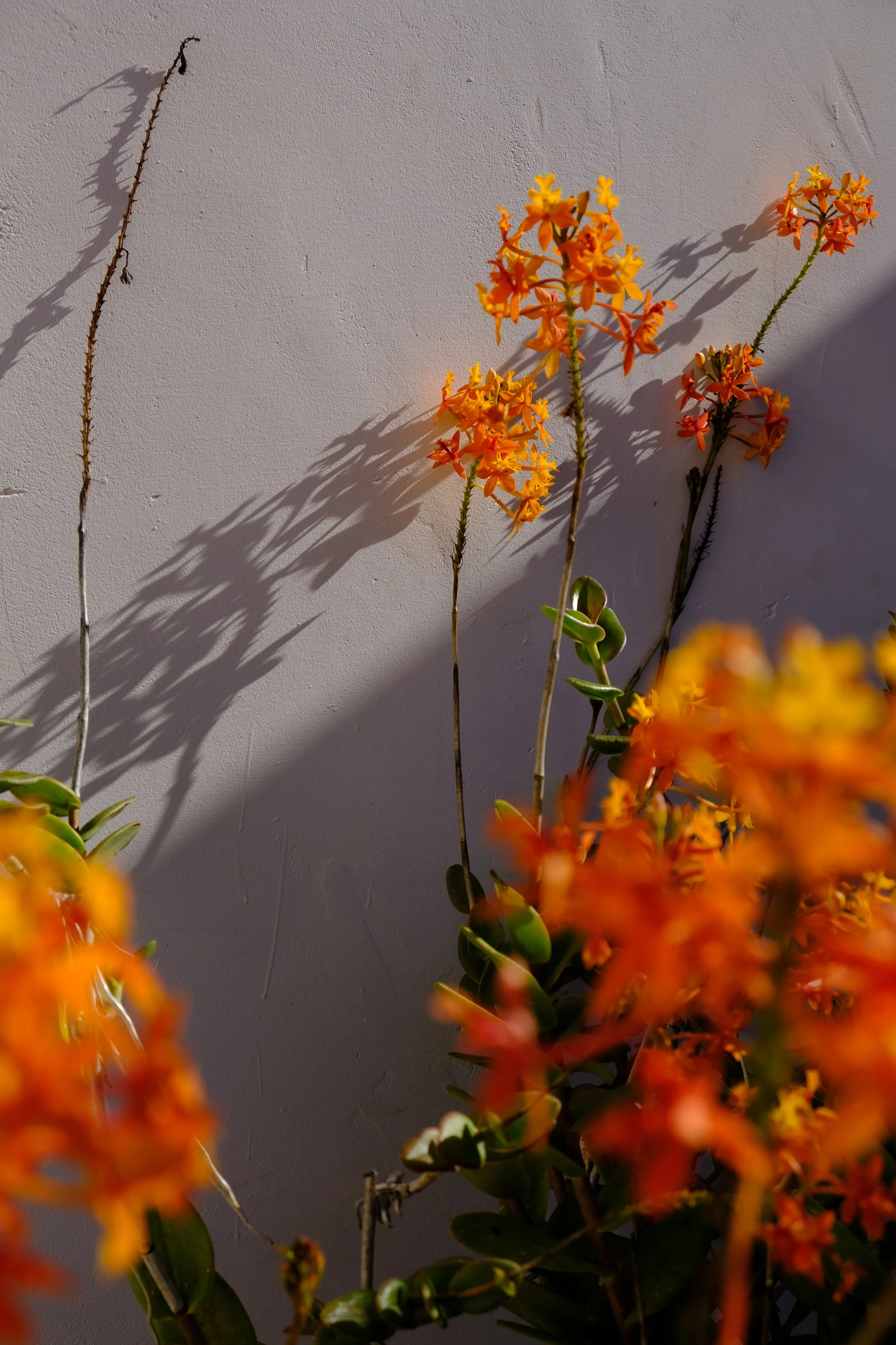 DSCF2839.JPG