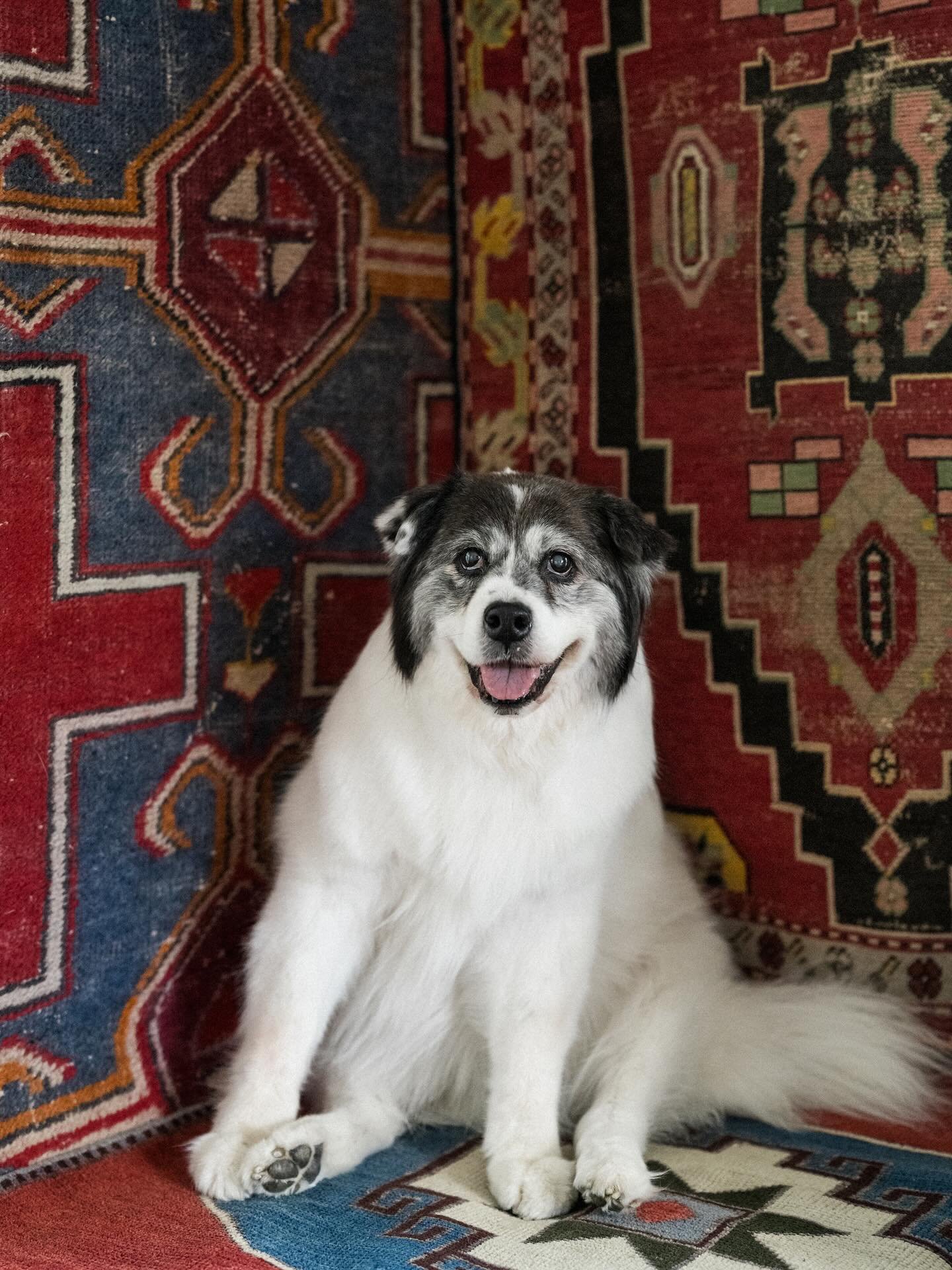 This is a happy post. Just so you&rsquo;re convinced, the second photo is of our (newish, haha) puppy, Susan, who turns 1 year old today. 

But the first photo is of Boo Boo, my first dog. The best girl. I took her &lsquo;birthday photo&rsquo; every 