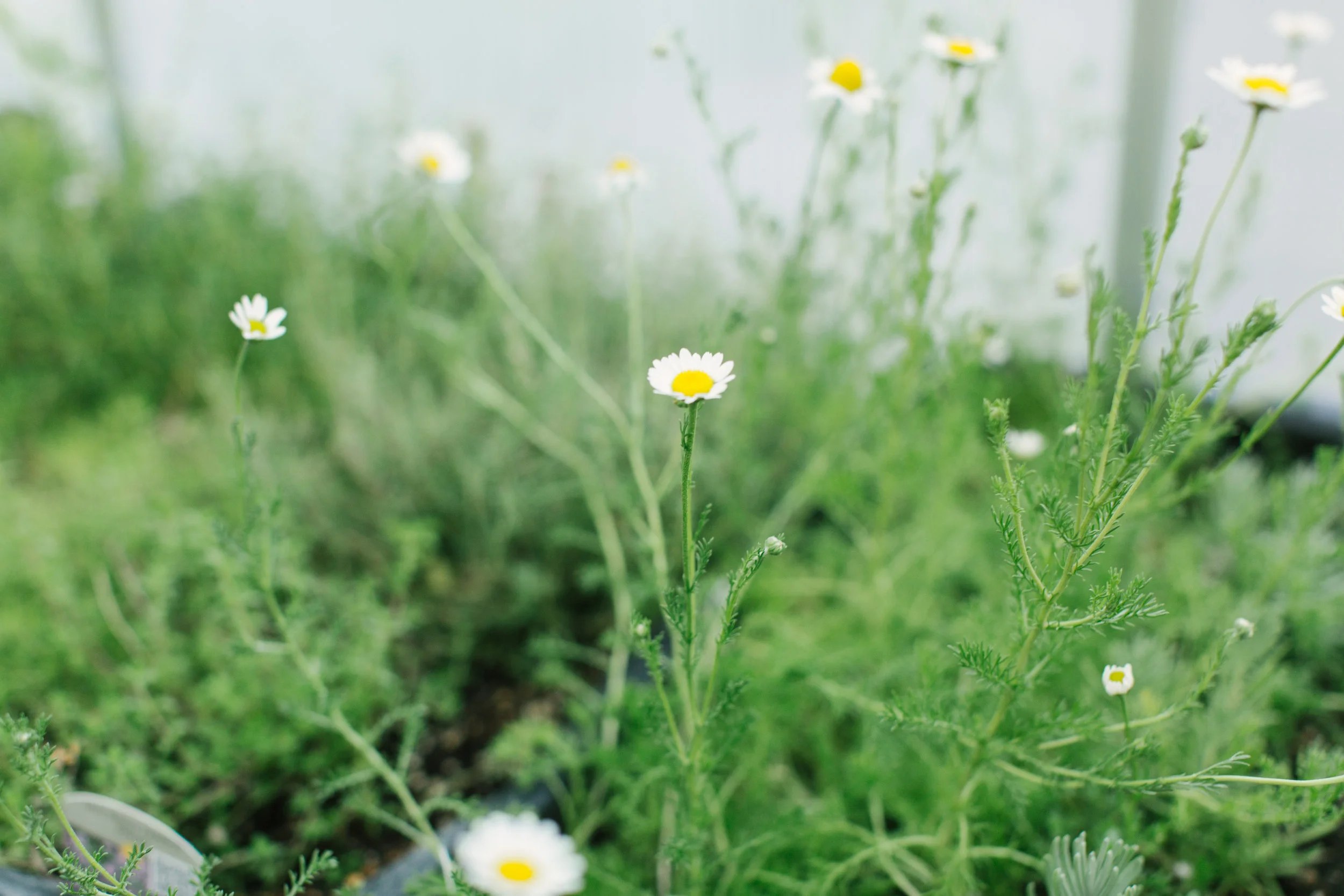 InstaMeet_Clover-20.jpg