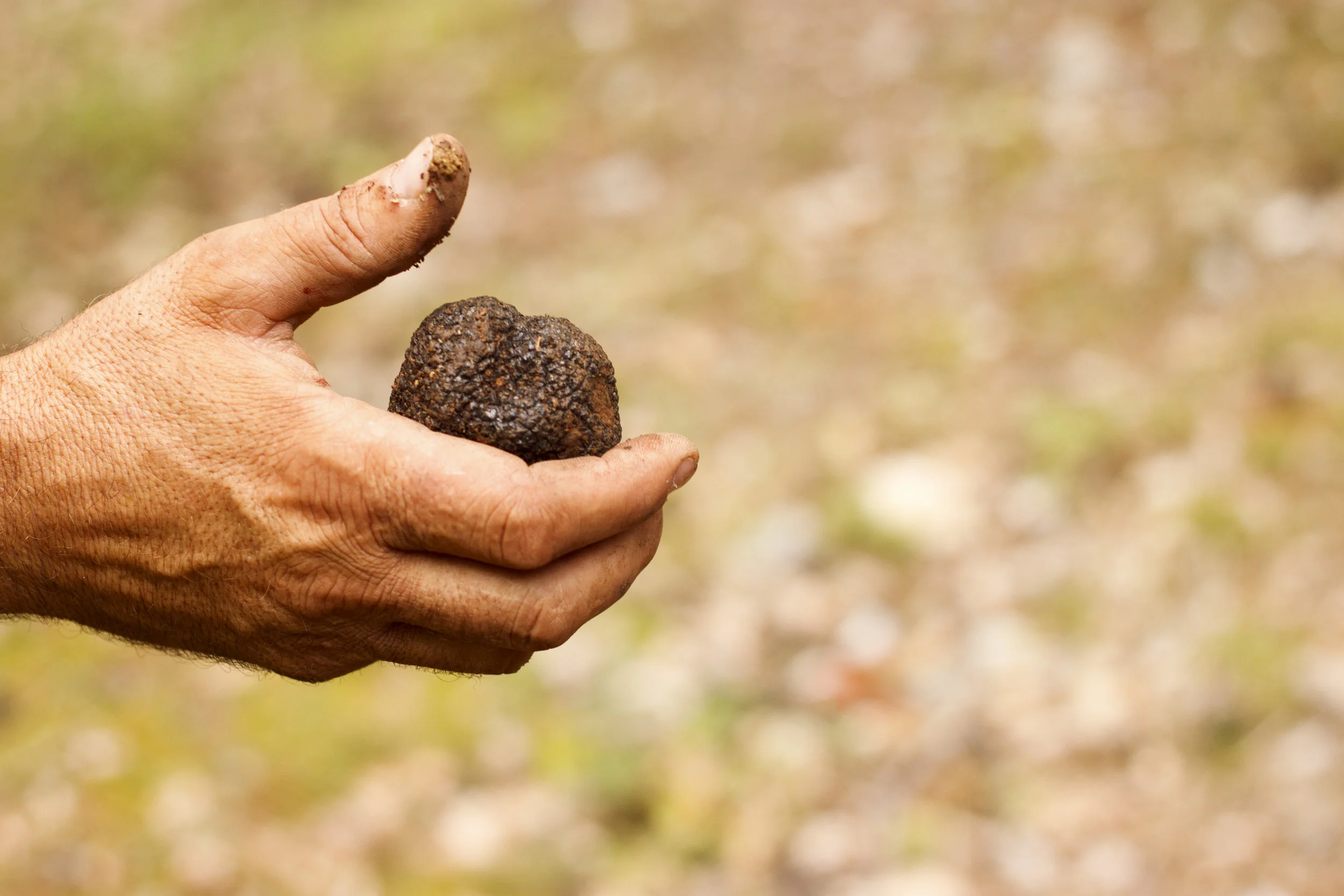 truffle-hunting_15202796267_o.jpg