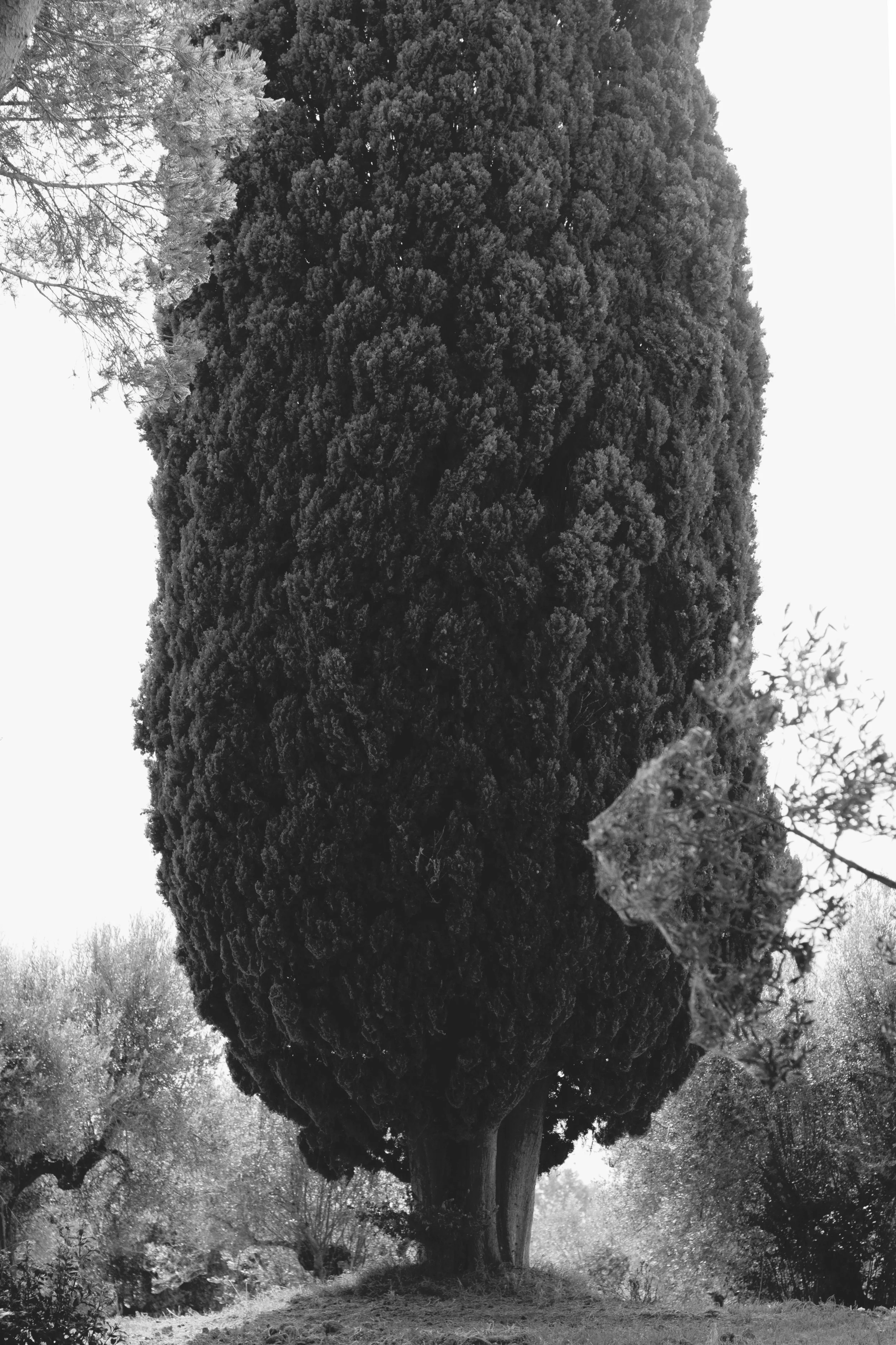 tree--isola-polvese_15201926637_o.jpg