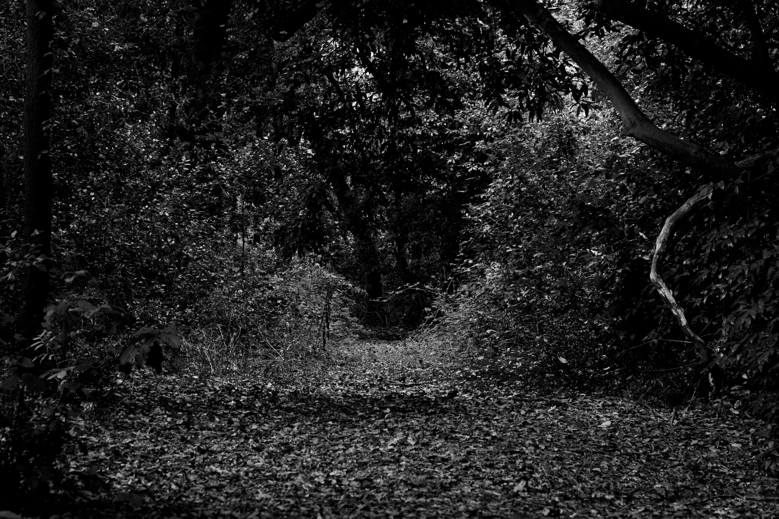 forest--isola-polvese_15202116690_o.jpg