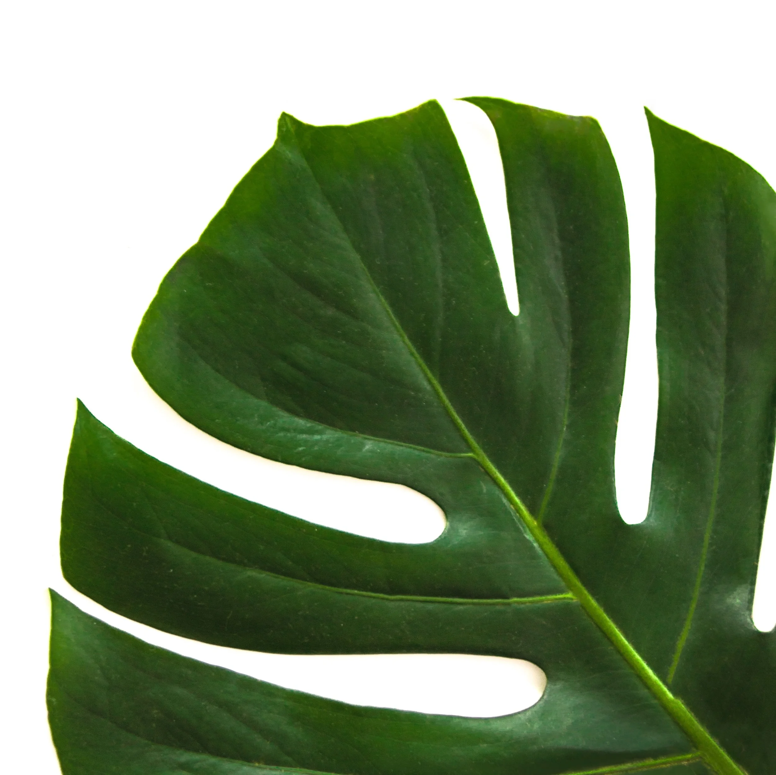 beautiful-botanical-bright-912413.jpg