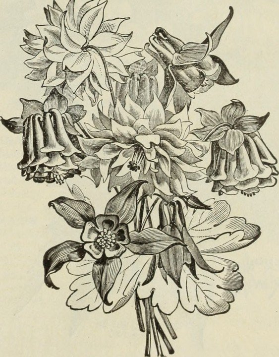 Invisible Hands and Azaleas