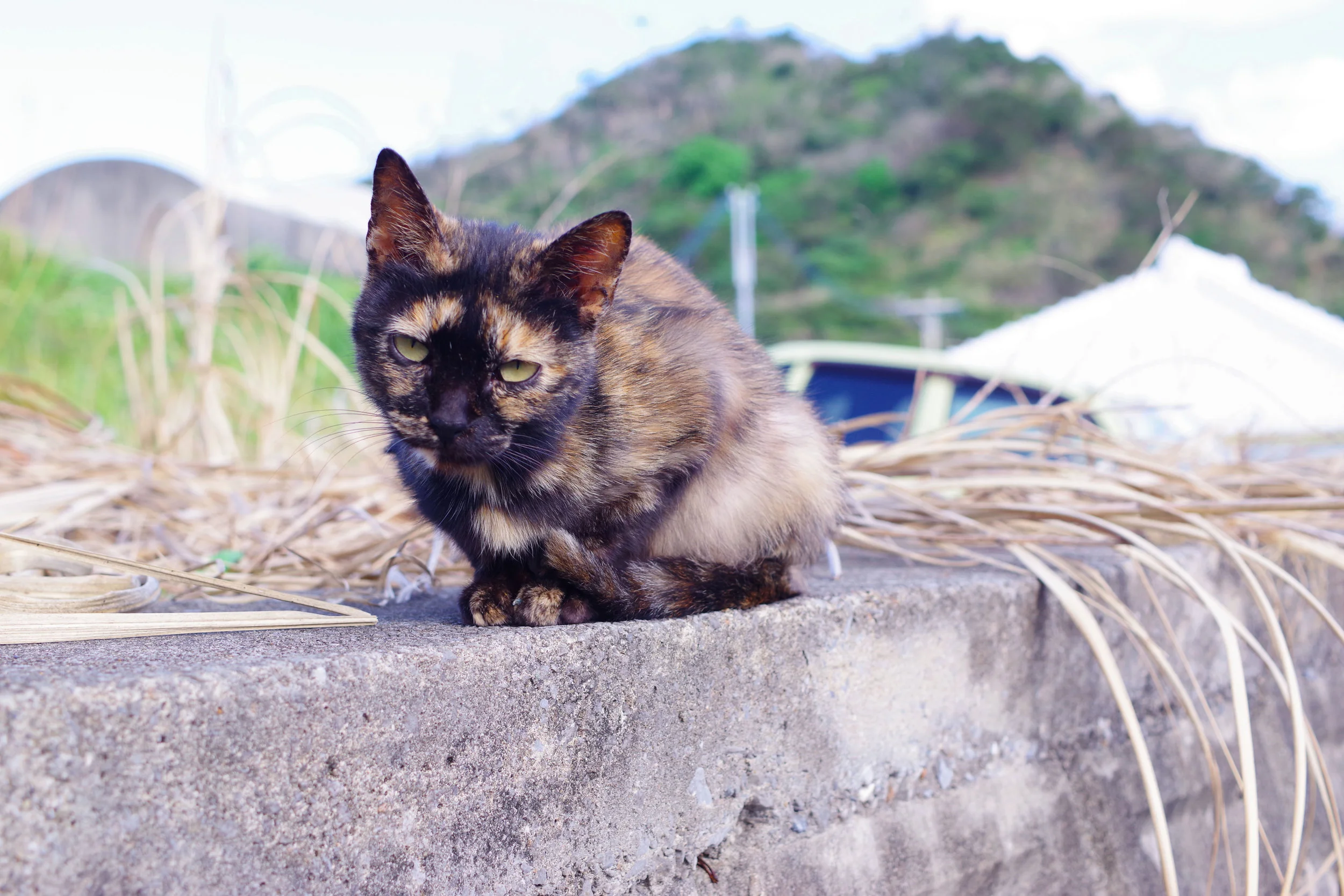 IMGP1190.JPG