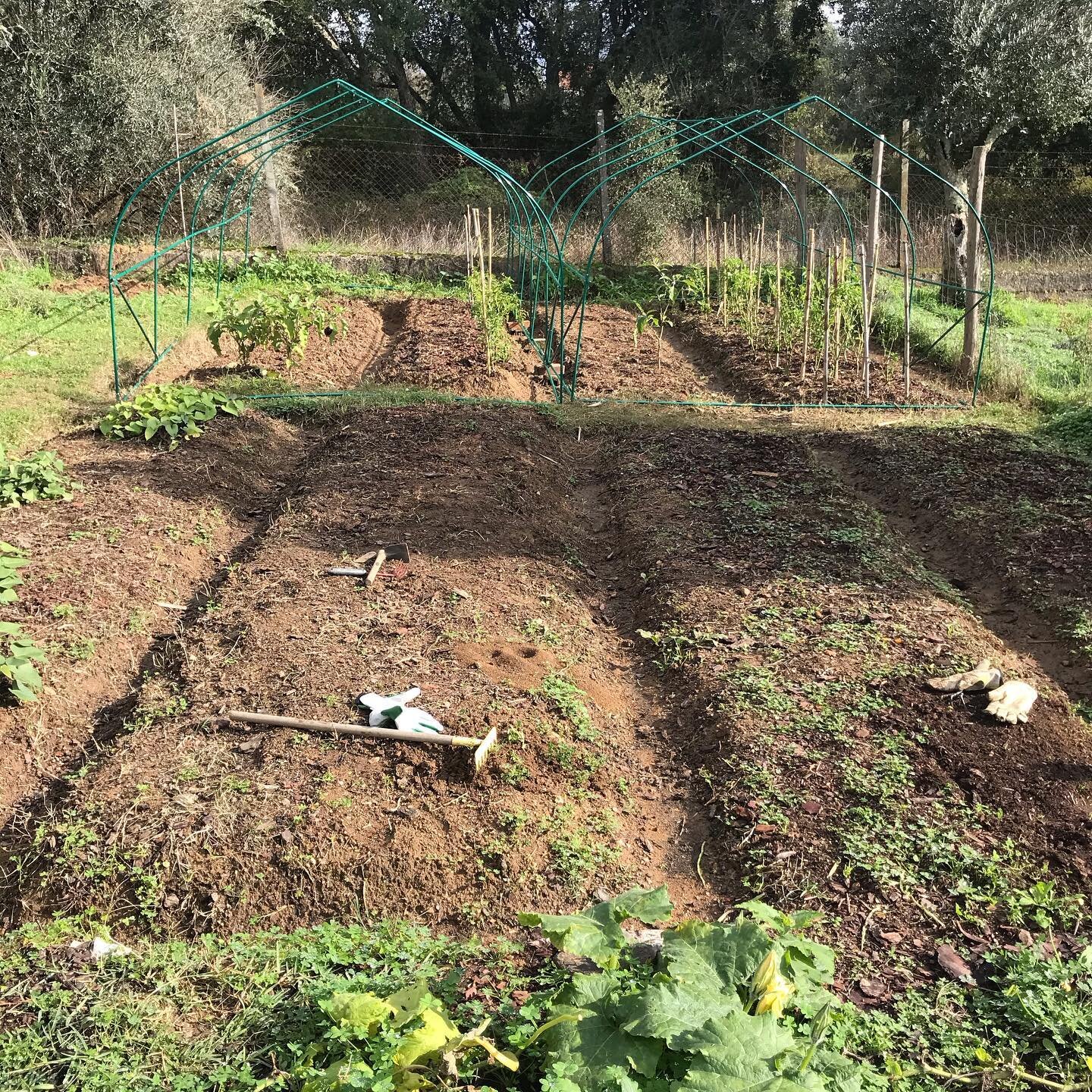 SCROLL FOR TODAYS PROCESS/PROGRESS***

I learn so much from cultivating land and these days this is what I crave the most. I know a lot about permaculture principles applied to organizational design, leadership and living. I&rsquo;ve studied permacul