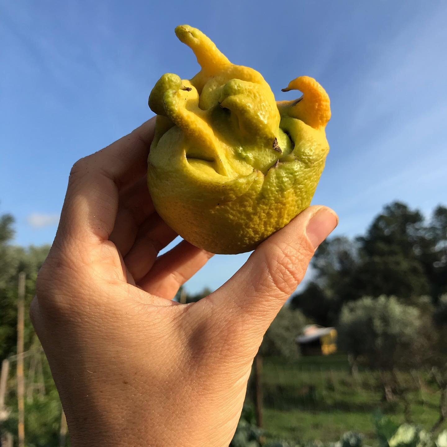 How I would look like as a Lemon #mylemonalterego #farmlife #homegrown #lemons #beautifullyugly