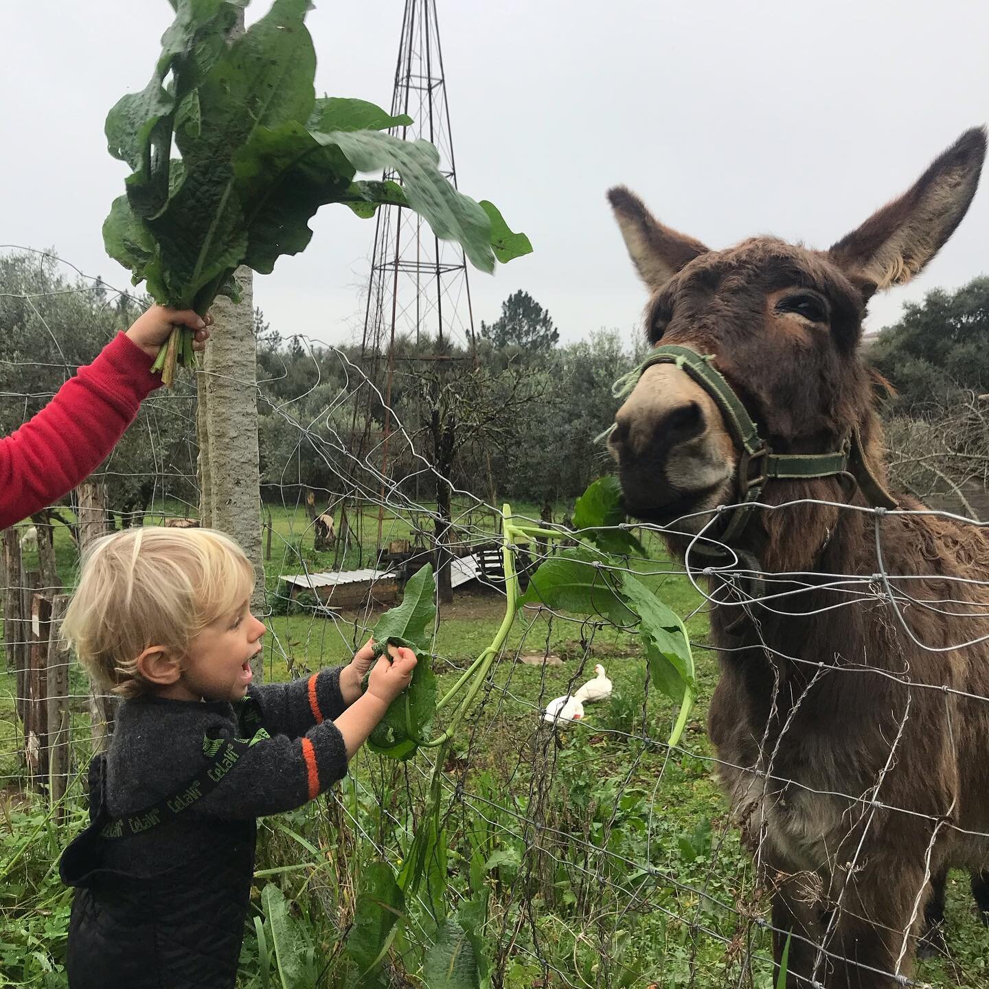 I was away from this app for a while. So here&rsquo;s some photos of life on the farm in December and January. My plan for January was a long winter break. Didn&rsquo;t quite go as planned. Took 3 weeks off but then work got busy. Suddenly everyone w