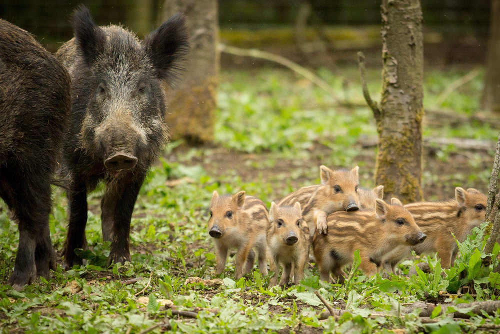 Five Wild Boars babies hong kong maper