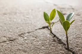 God is Green Sermon Series