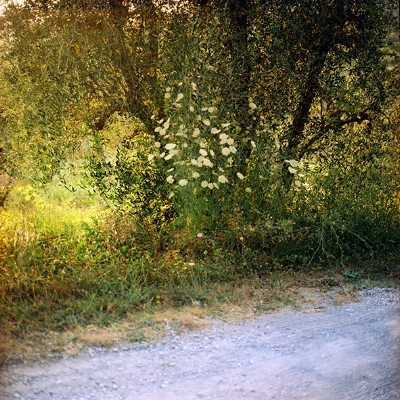 GEERTJE VAN ODIJK (2016)