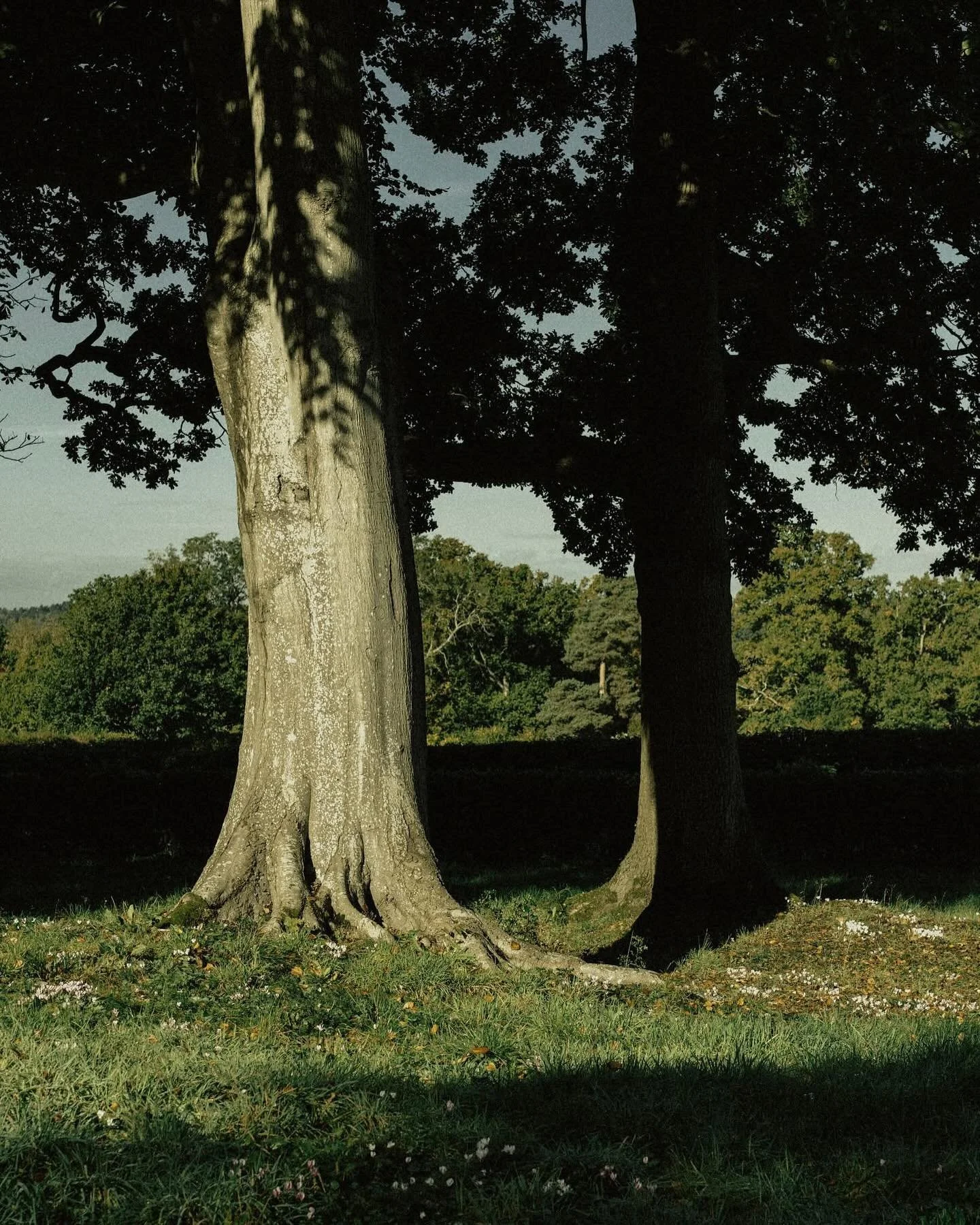 Hello autumn #autumn #mediumformatphotography #mediumformat #pentax645z #outdoors #johnnyhammond #jazz #autumnphoto