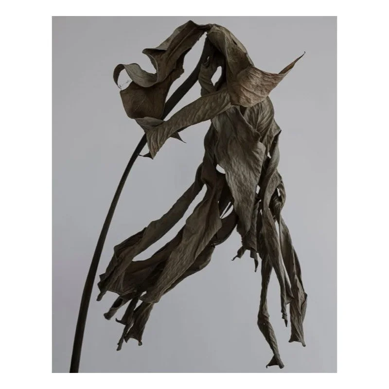 I&rsquo;ve been so busy with the creative director work recently that I&rsquo;ve had no time to get into my studio. I&rsquo;d been saving a Monstera leaf in my office for a while, which had transformed into a dessicated husk- perfect for a little pho