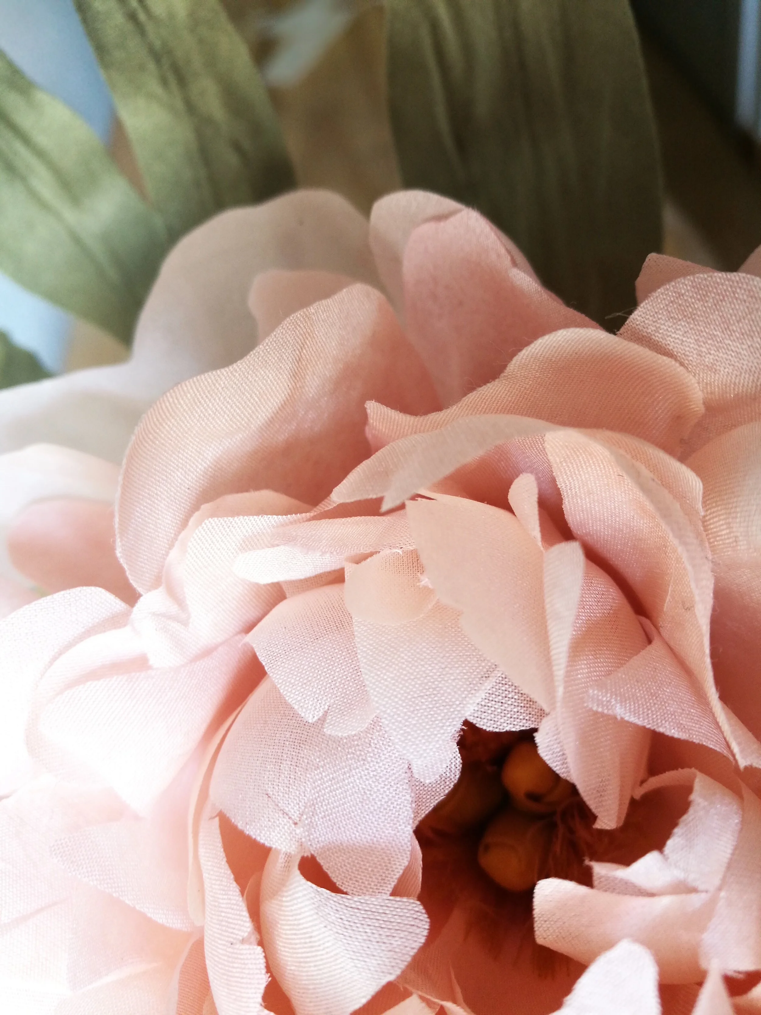 PEONY   -   "PAEONIA"