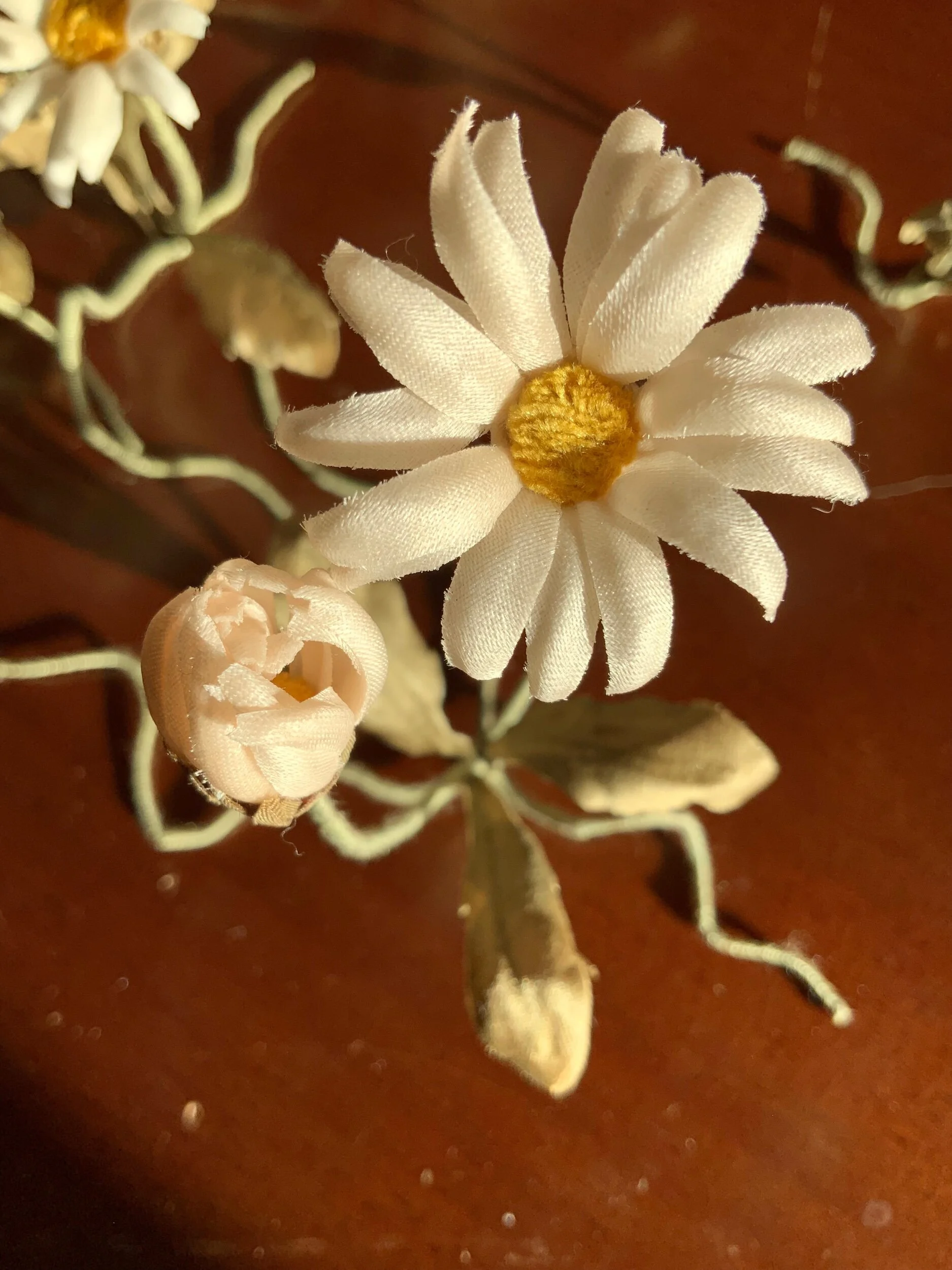 DAISY   -   "BELLIS"