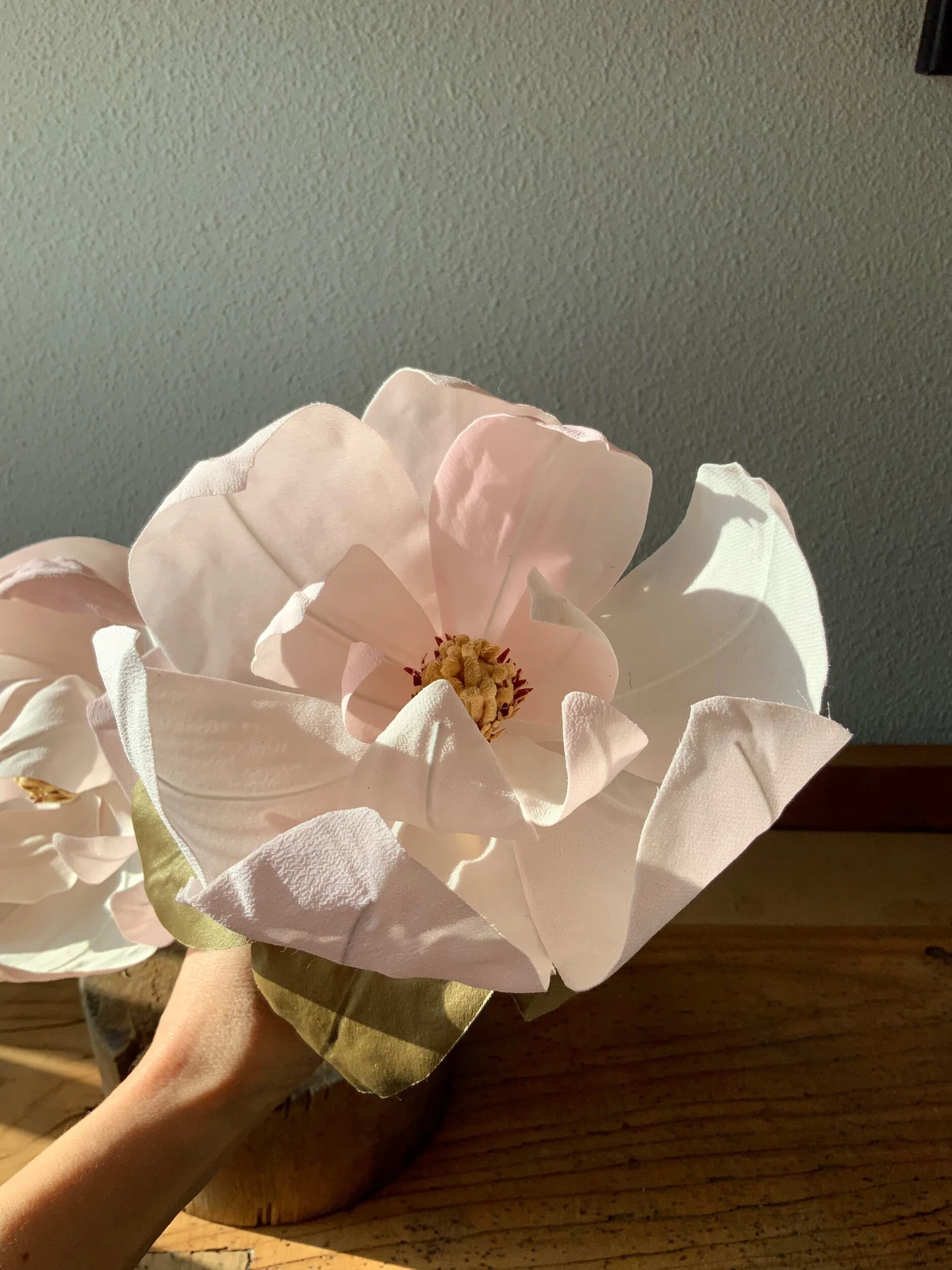 MAGNOLIA   - "MAGNOLIA GRANDIFLORA"