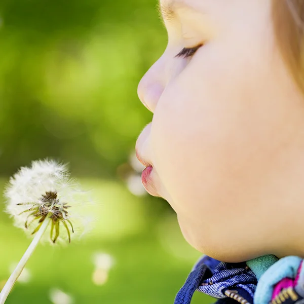 02 Lead HAYFEVER stock-photo-caucasian-blond-baby-girl-blows-on-a-dandelion-flower-in-a-park-selective-focus-on-lips-289391267.jpg