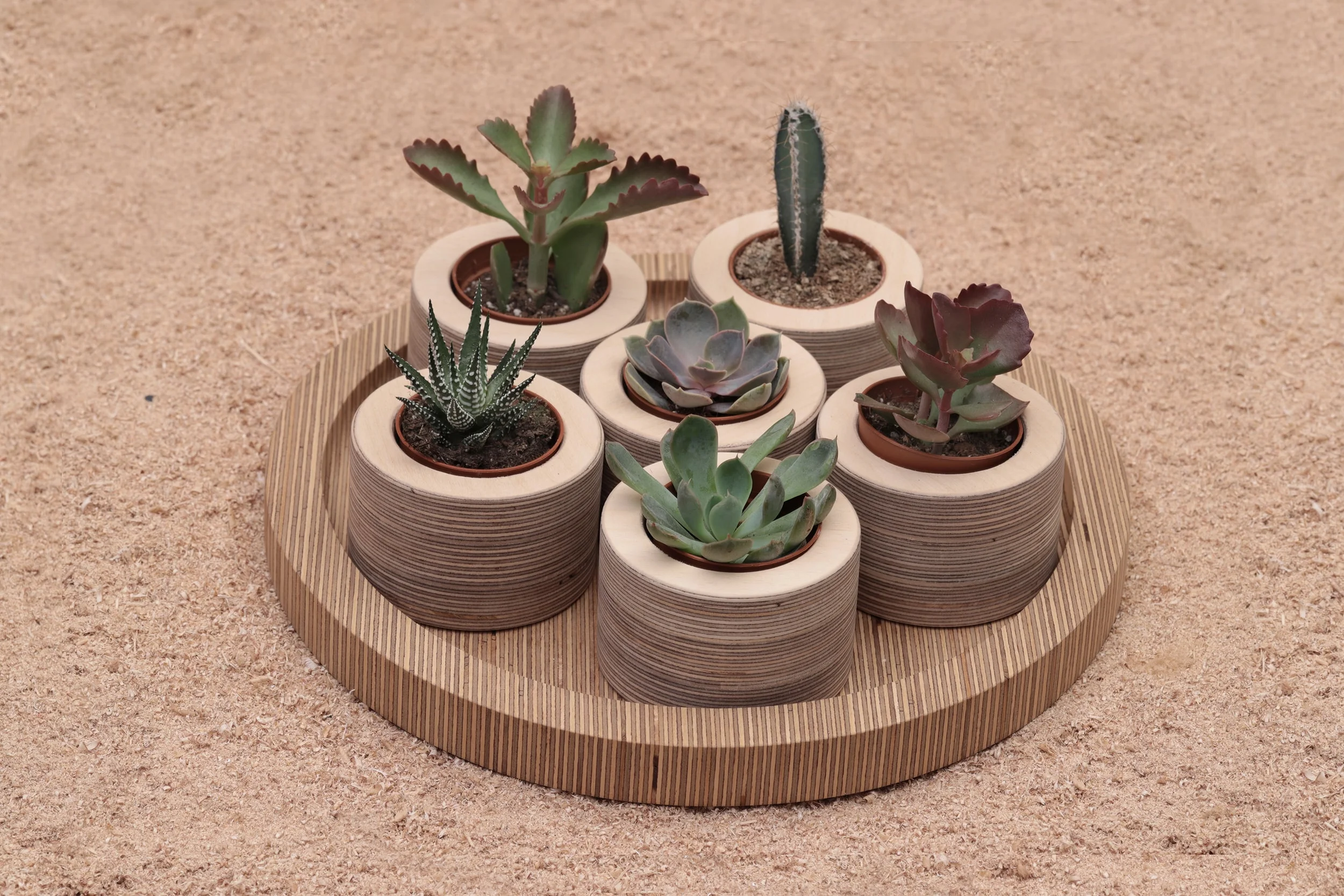 Six mini plant pots with plants from Lozi's £9.99 Collection made from waste materials