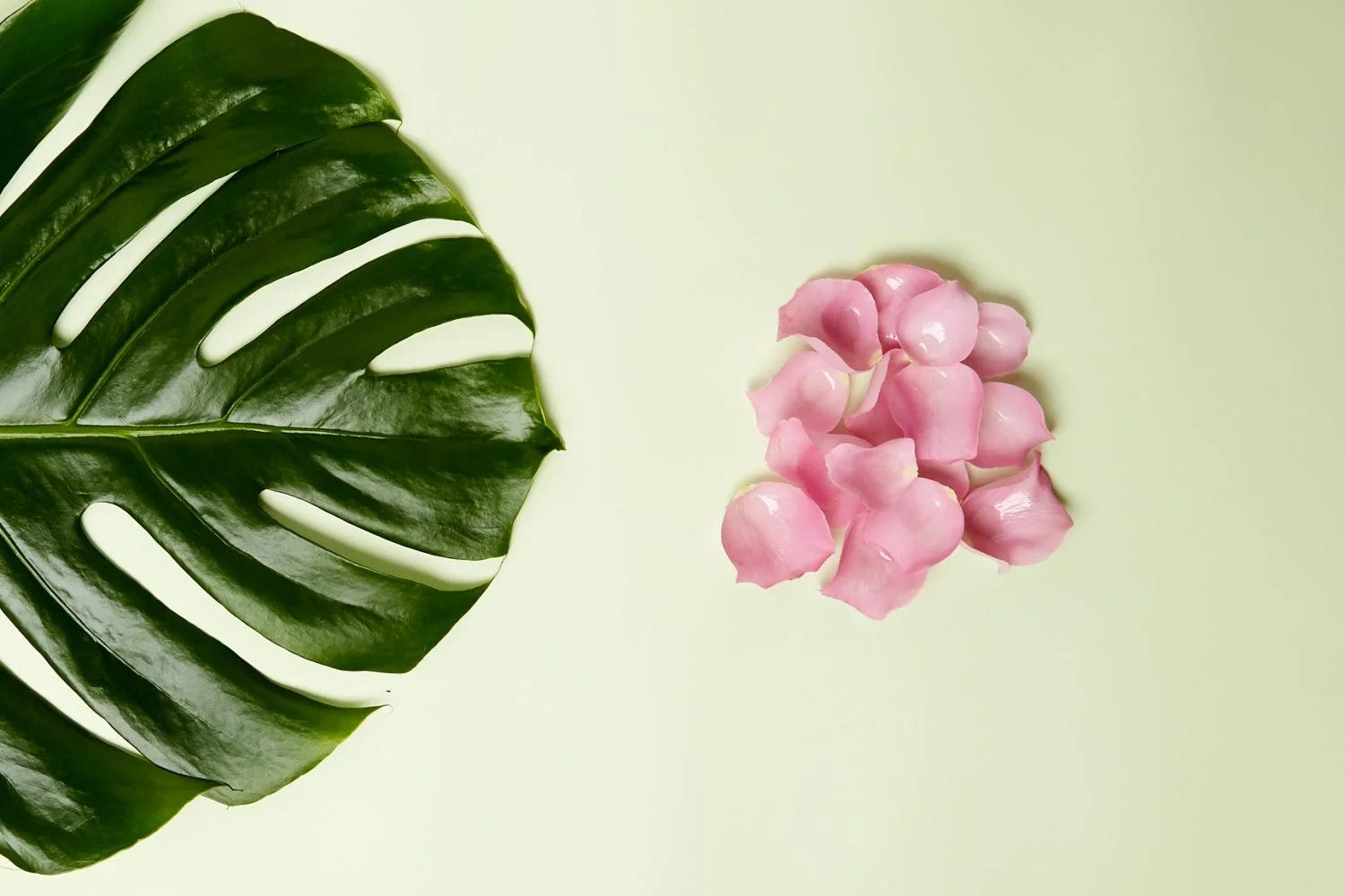 aloe_rosewater-1500x1000.jpg