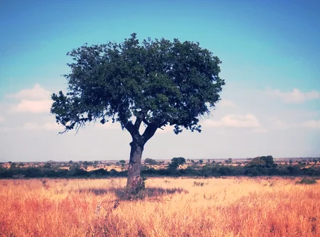Marula-Oil.jpg