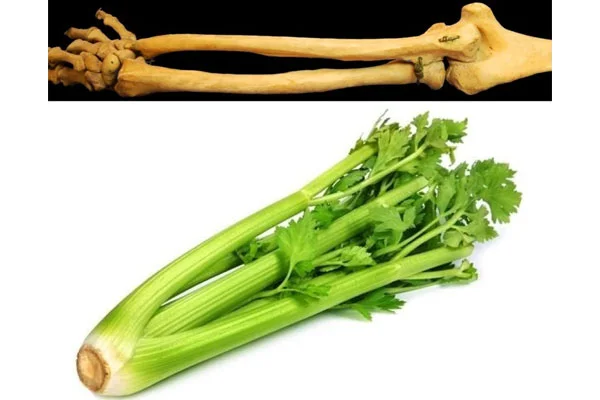 celery.jpg