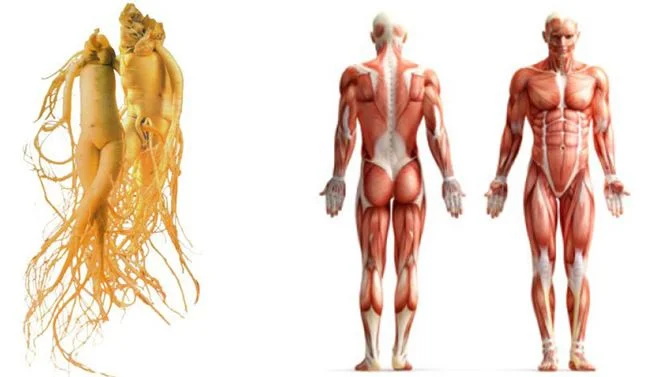 ginseng-root.jpg