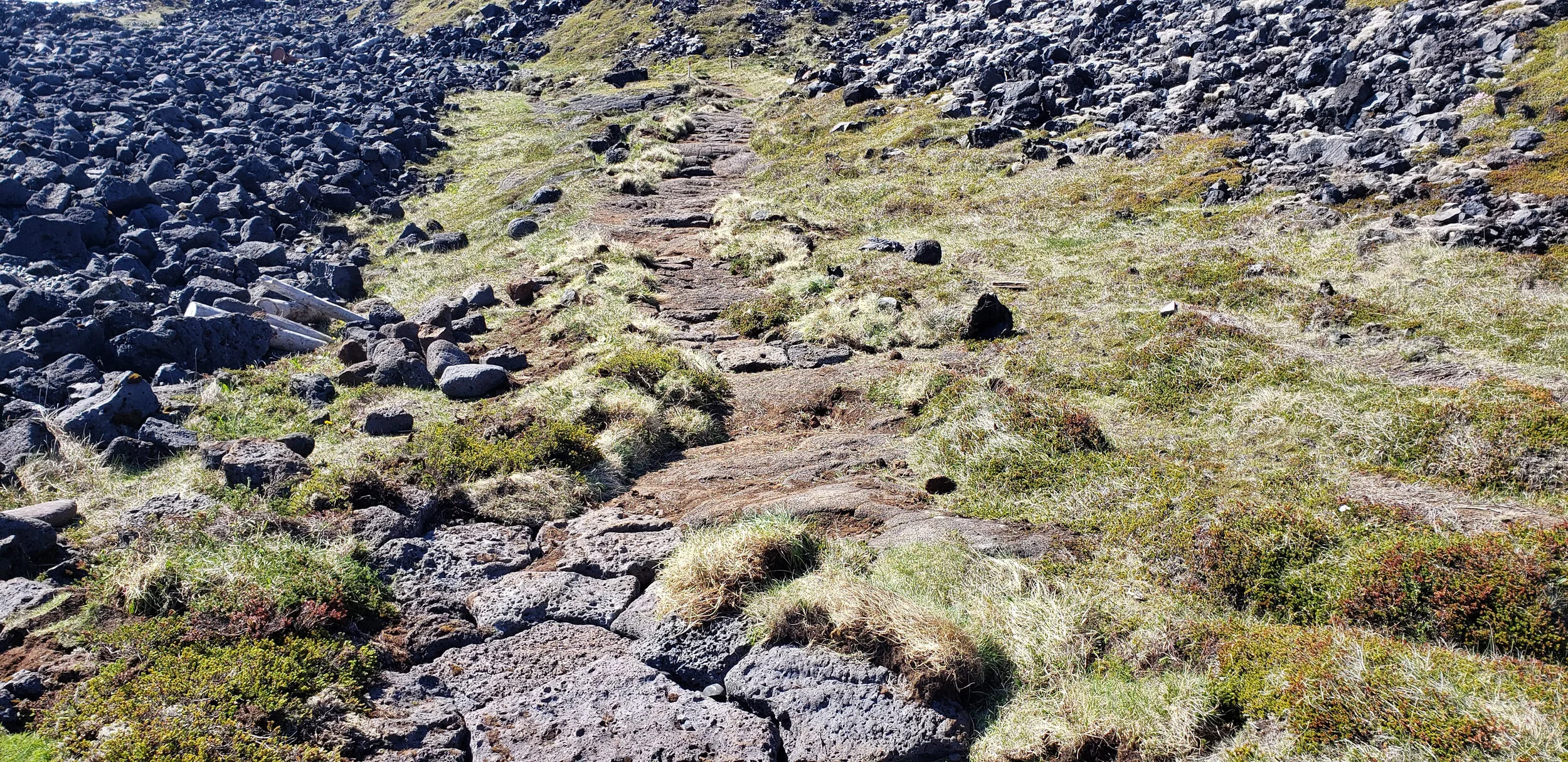 20200605_153729 copy.jpg