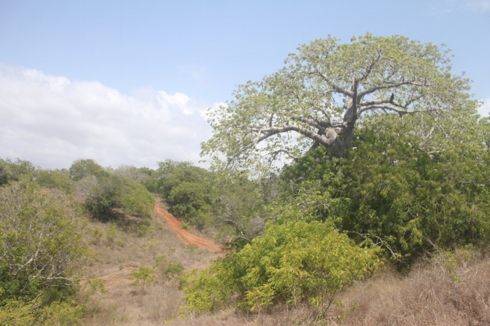 OFFroad terrain