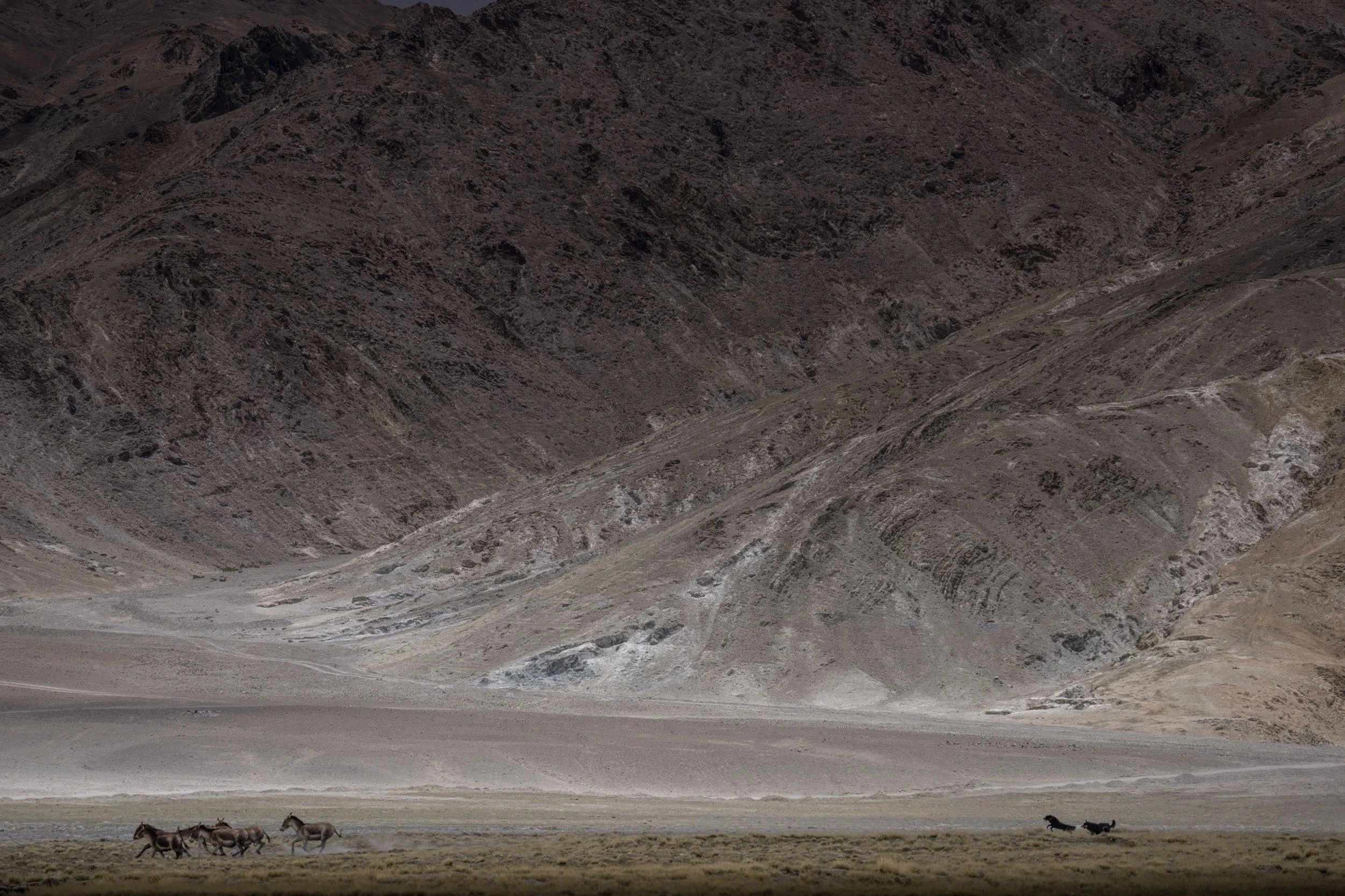 Dogs chasing kiang across Ladkah, India on the Tibetan Plateau.
