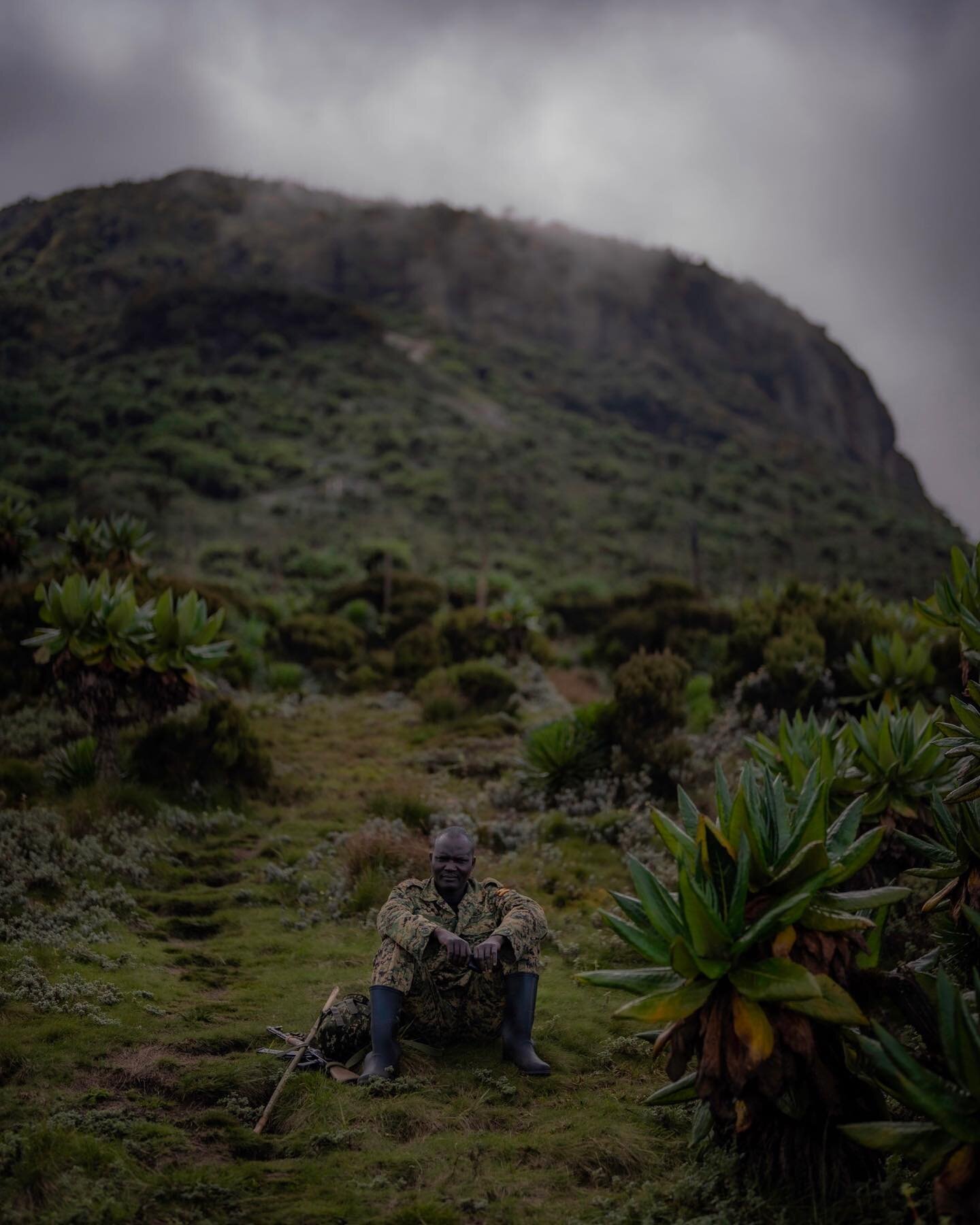Beware the forest buffalo - in Uganda you can't summit Muhabura volcano, which lies on the border of Rwanda and a handful of kilometers from the D.R.C., alone. The trail isn't a challenge if you aren't afraid of vertical gain. The gorillas are off en