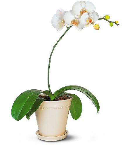 white-orchid-plant.jpg