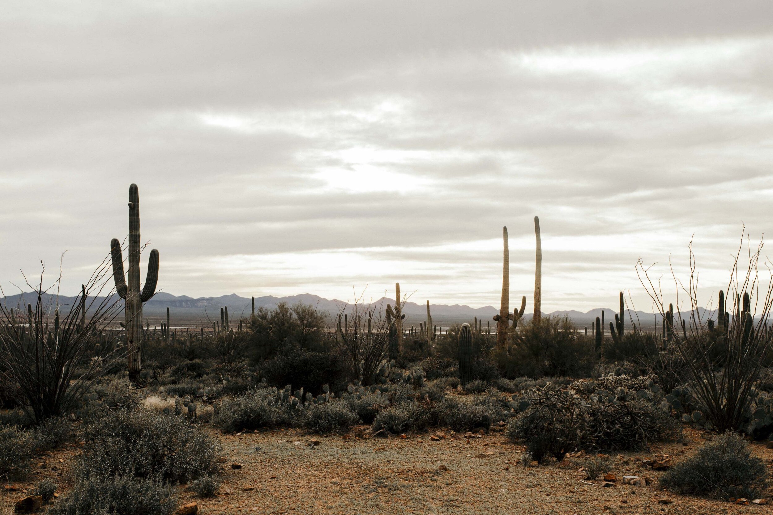 Desert Babes 2020-JPEG-0025.jpg