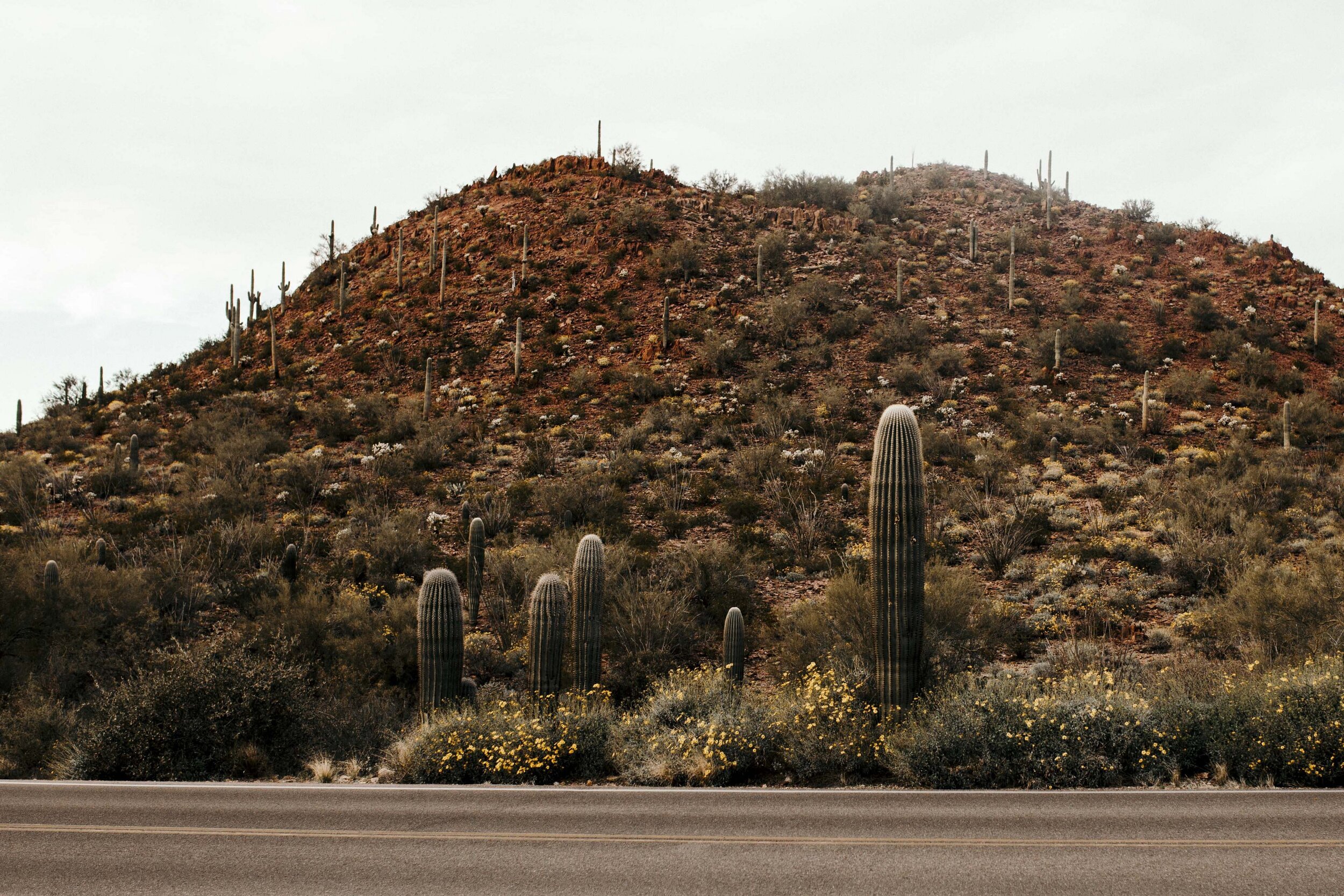 Desert Babes 2020-JPEG-0066.jpg