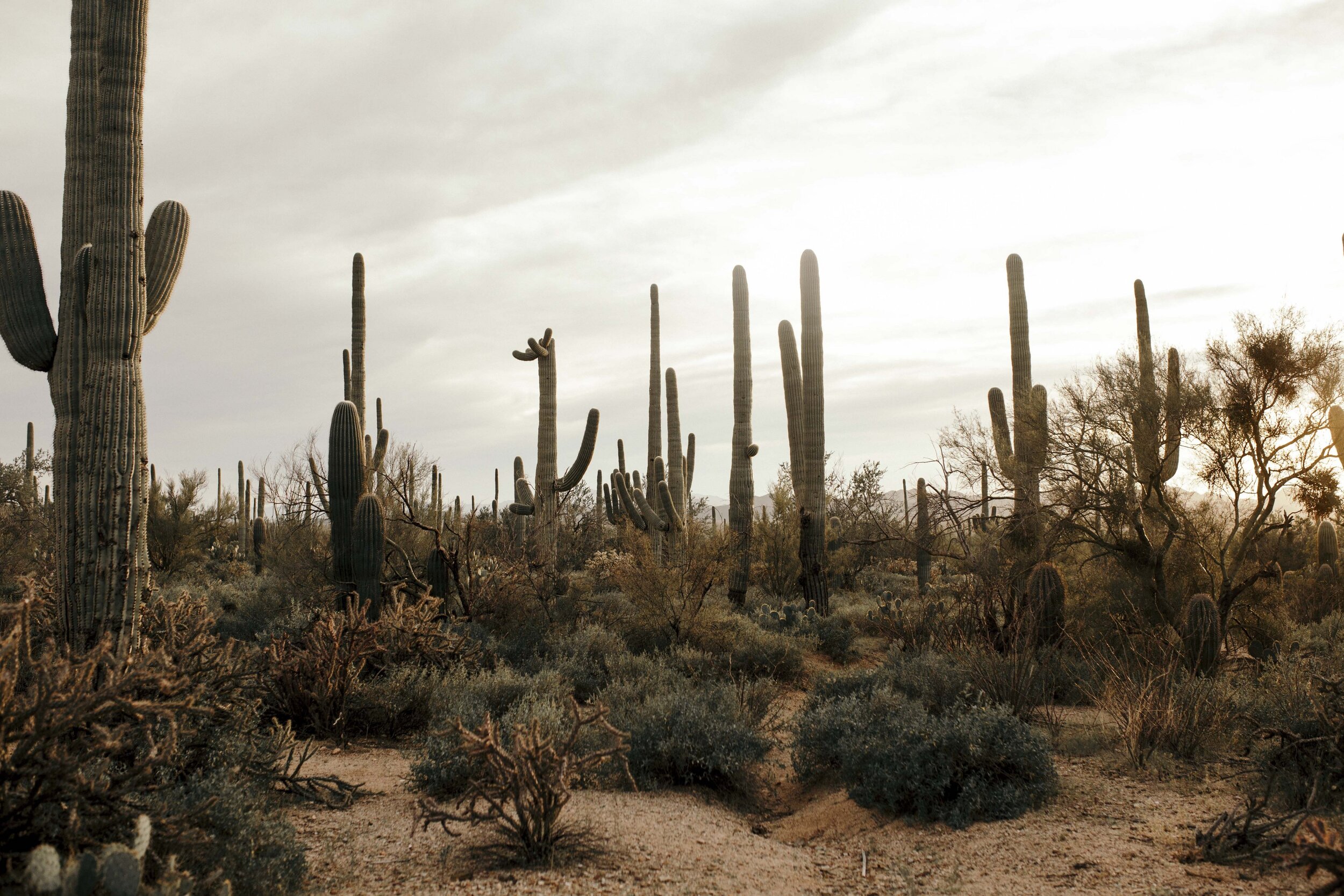 Desert Babes 2020-JPEG-0070.jpg