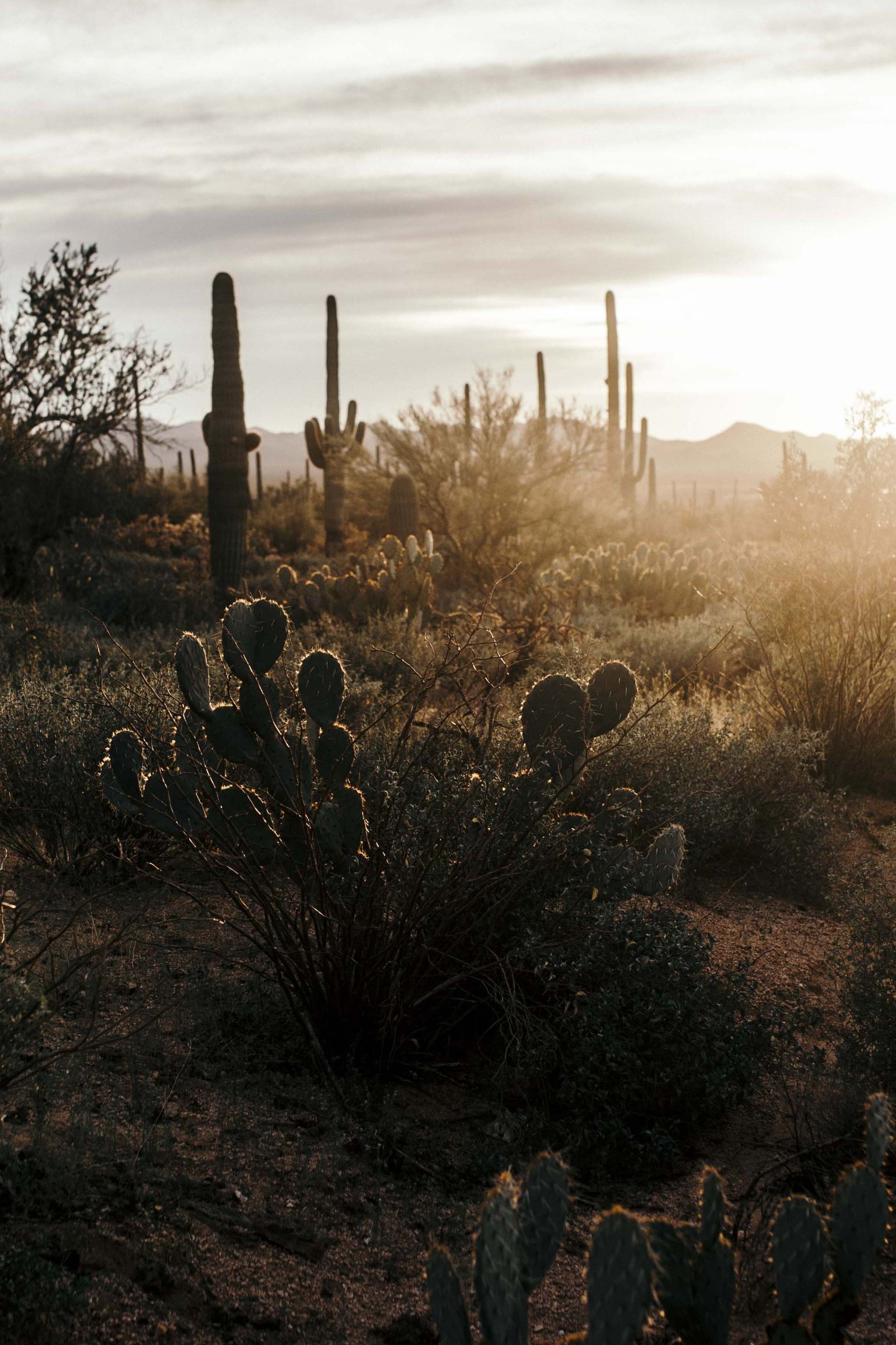 Desert Babes 2020-JPEG-0073.jpg