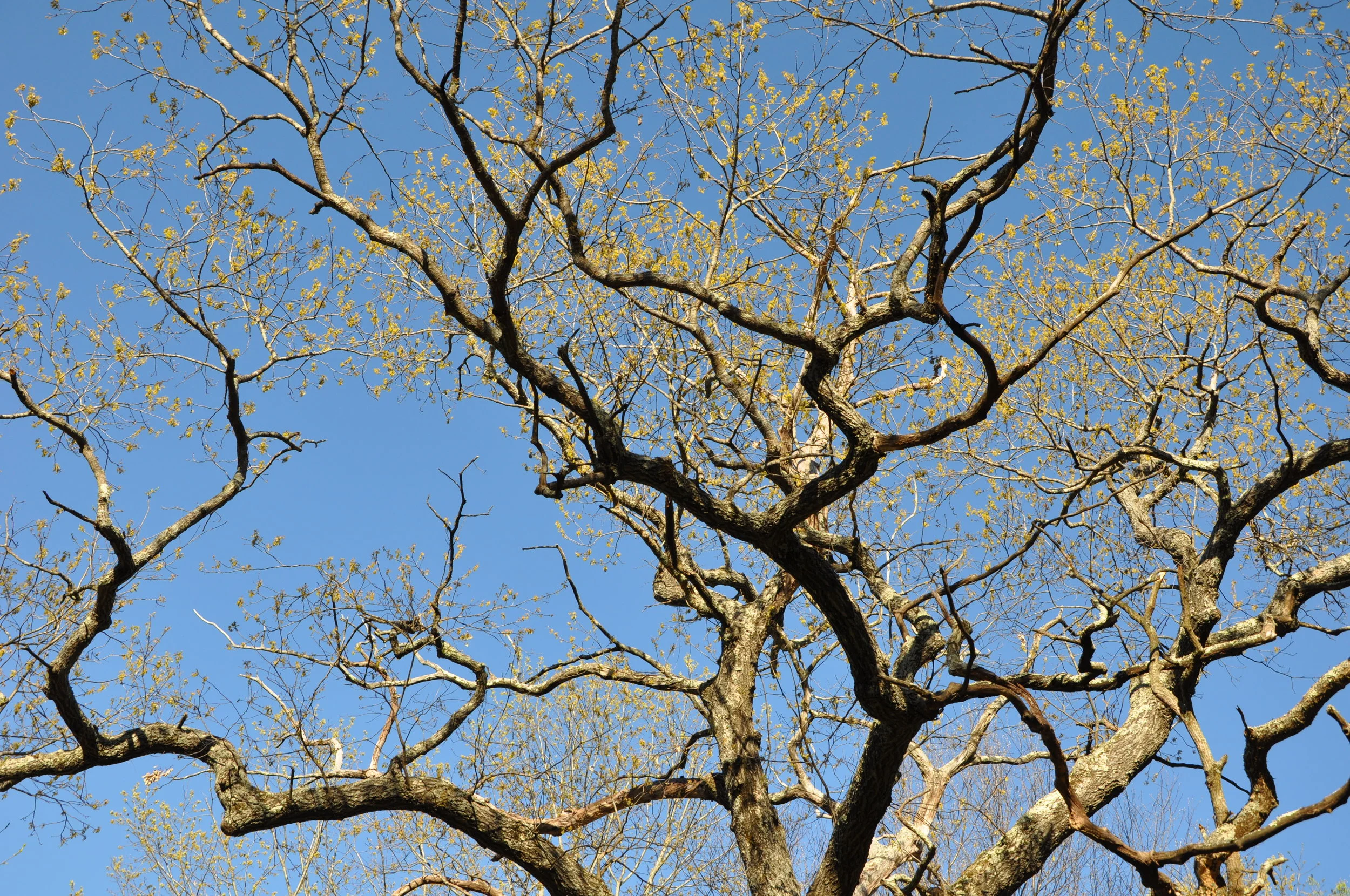 DSC_0627.JPG