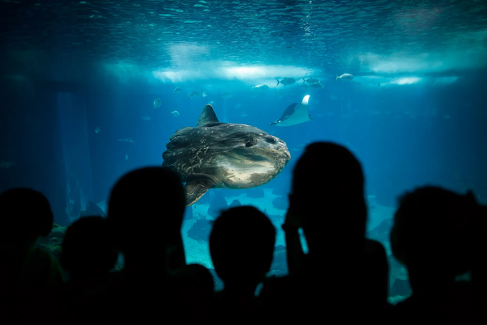 Oceanário de Lisboa, actividades do serviço educativo