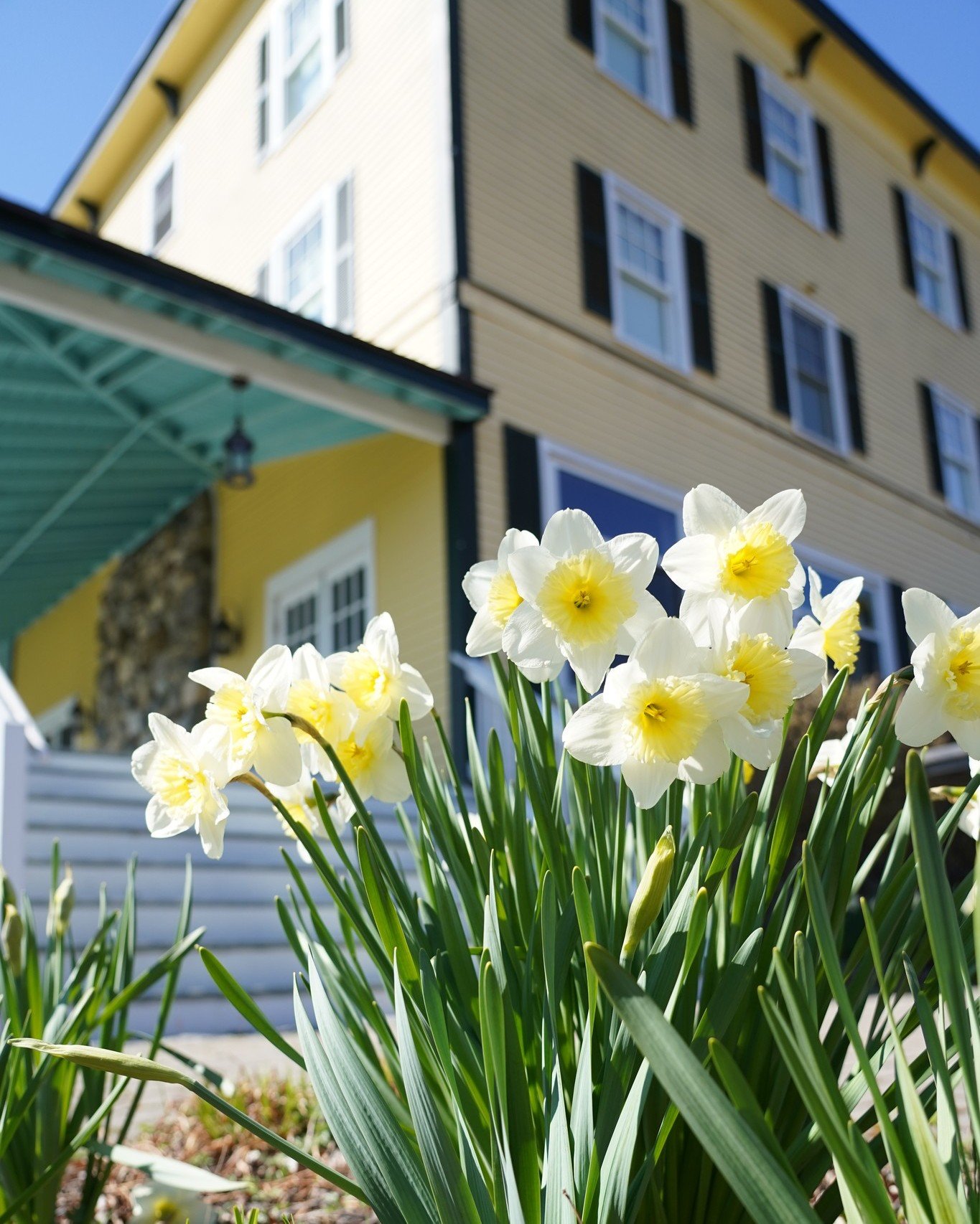 When the daffodils start to bloom, we know it's a sign that spring has arrived at the inn!🌼 

We are eagerly getting ready to open our doors to you and announce some exciting additions.

Mark your calendars for May 31st and we cannot wait to have yo