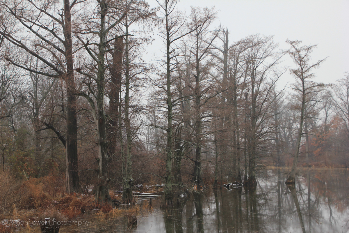 "Cypress in Winter"