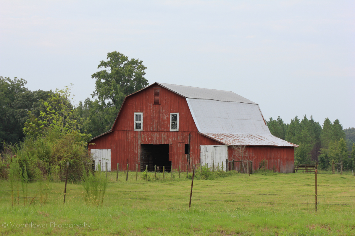 "Cow Barn for a Cowboy"