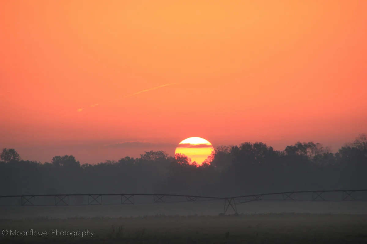 "Delta Farmer's Sunrise"