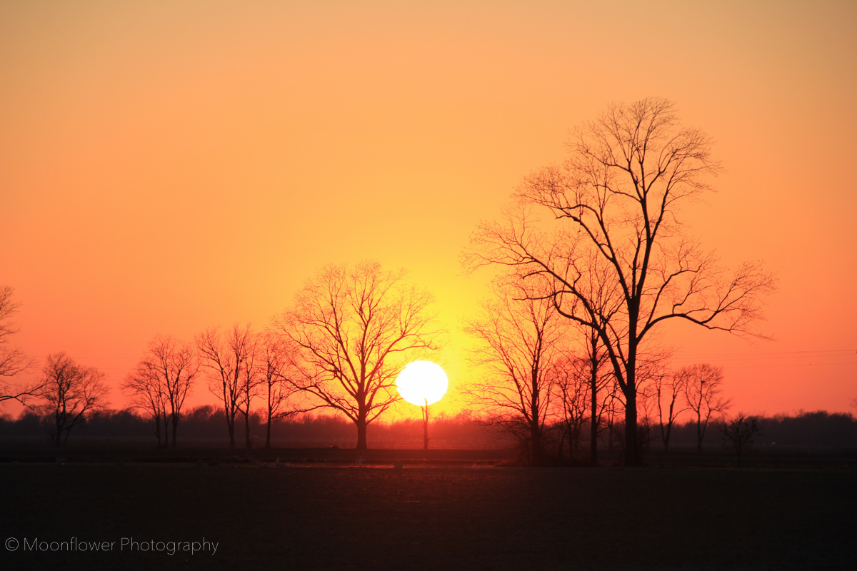 "Delta Winter Sunset"