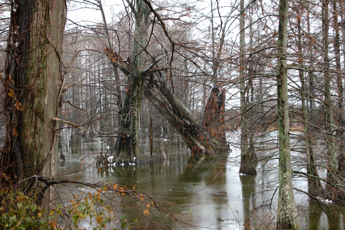 "Fallen Cypress"
