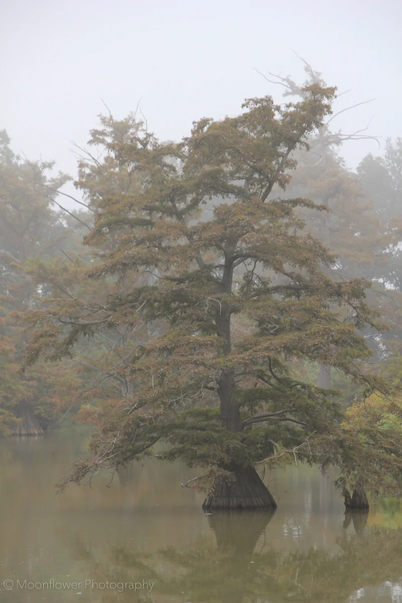 "Foggy Morning Cypress"