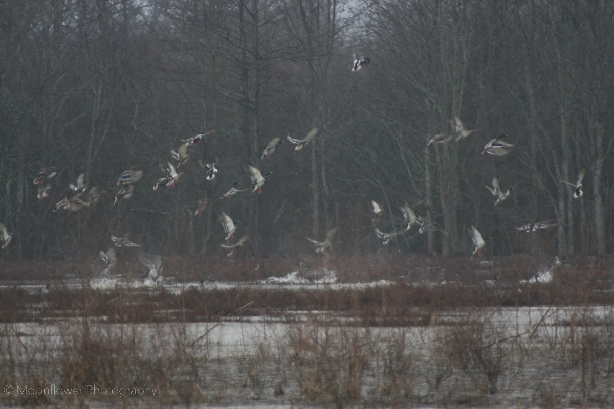 "Mallards on the Rise"