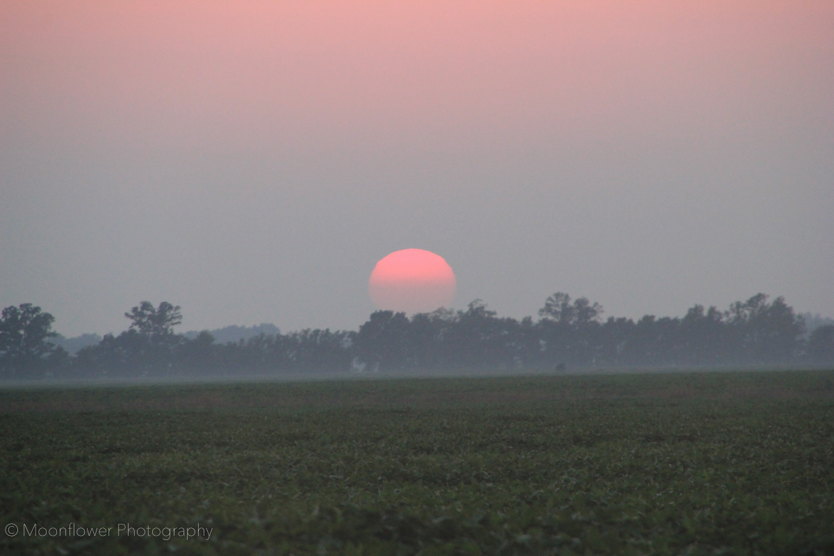 "Summer Sunset"