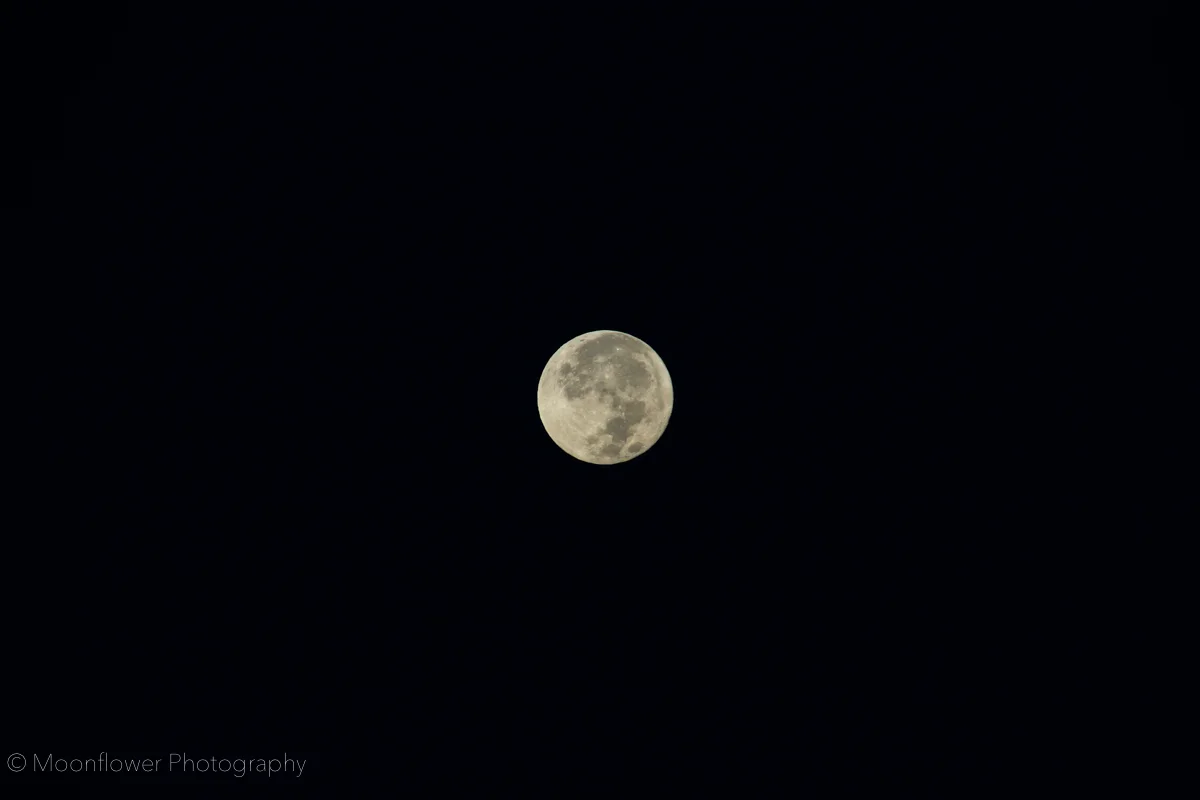 "Winter Moon"