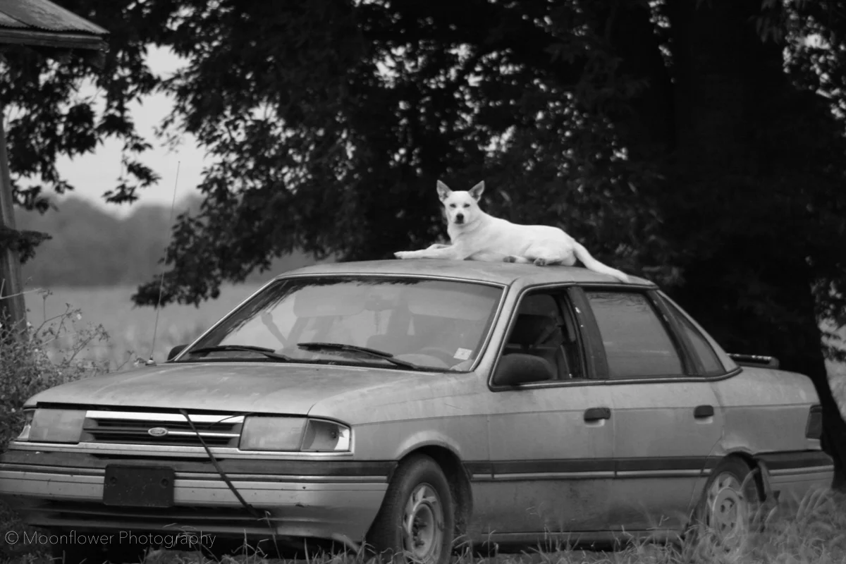 "King of the Road"