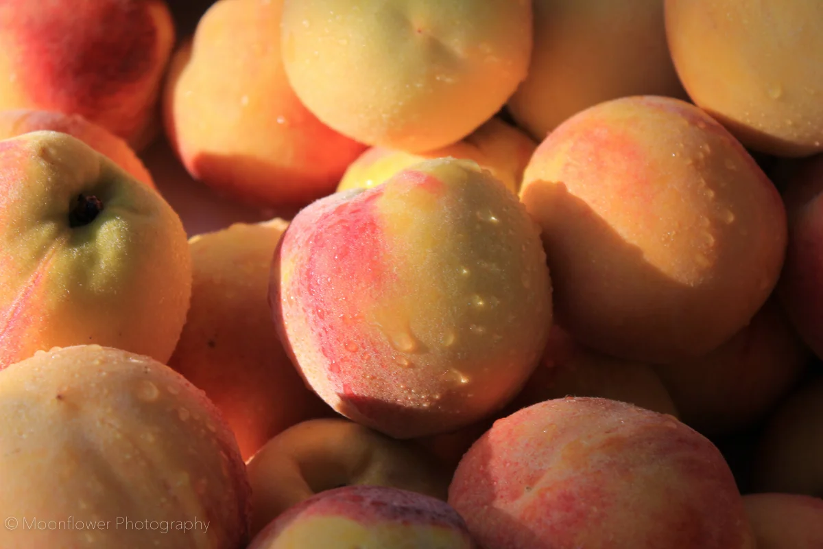 "Peaches Peaches"