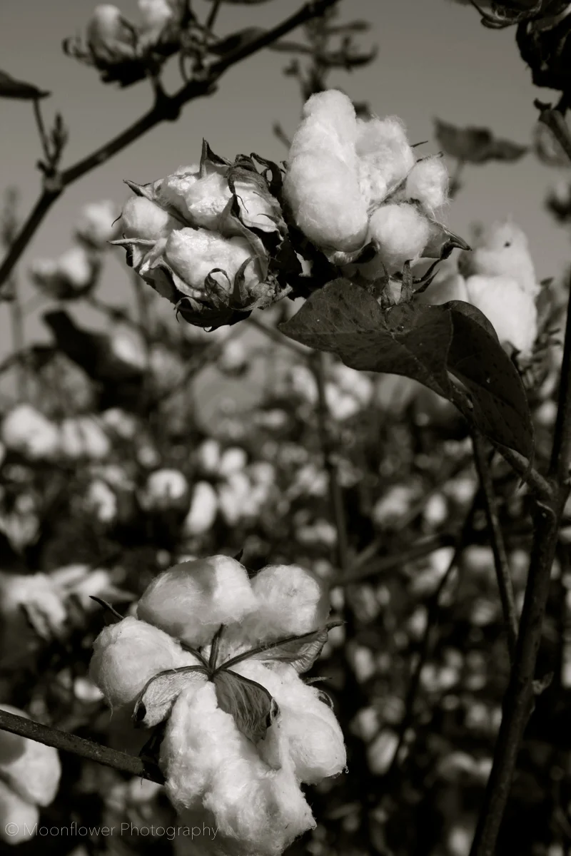 "Picking Time"